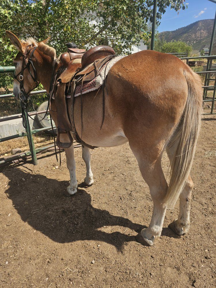 bomb proof mule