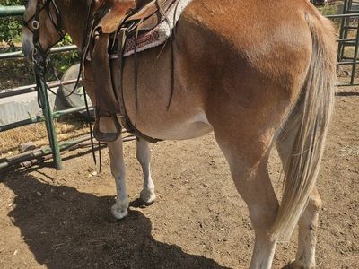 bomb proof mule
