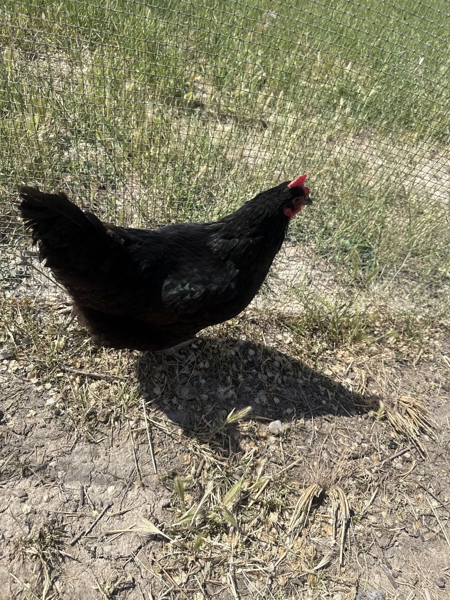 Hens / chickens