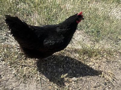 Hens / chickens