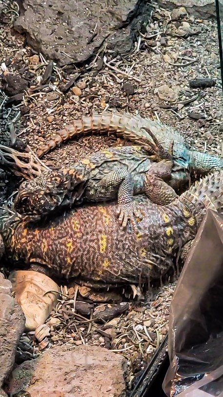 proven pair of ornate uromastyx and enclosures obo