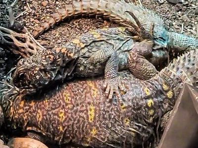 proven pair of ornate uromastyx and enclosures obo