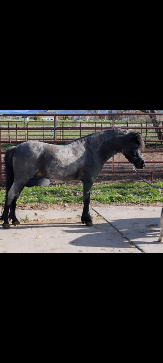 Blue roan shetland horse at stud