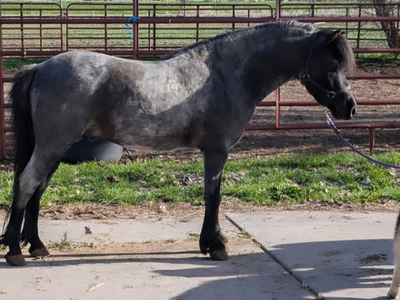 Blue roan shetland horse at stud