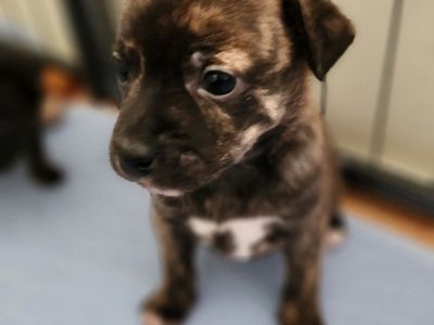 Hello my name is Willow