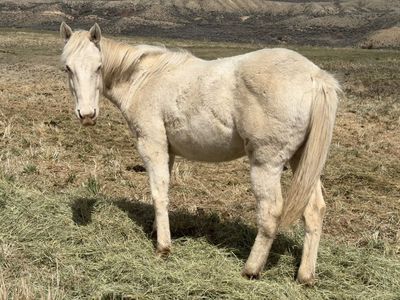 LQH Miss Steelwood 2025 Perlino filly driftwood/poco bueno