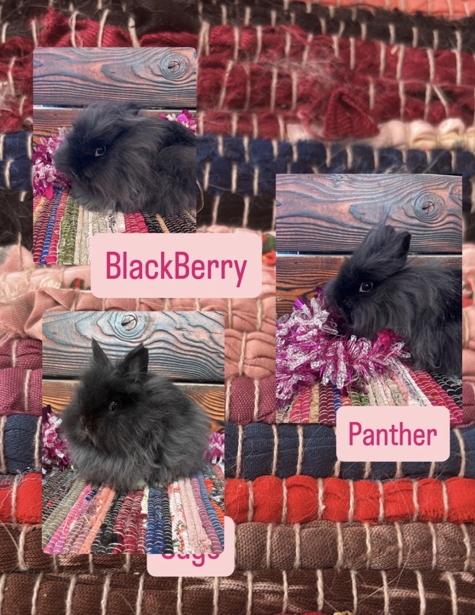 Lionhead Rabbits
