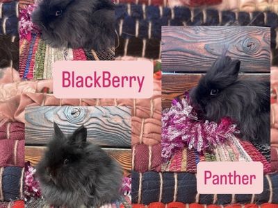 Lionhead Rabbits