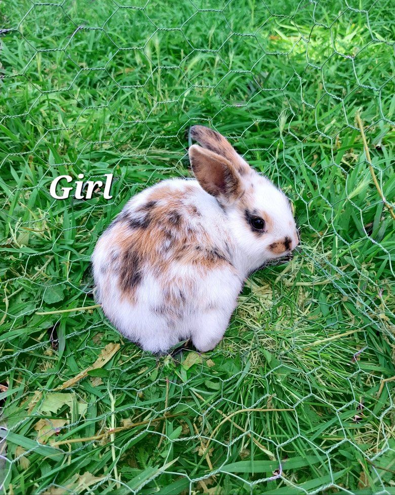 Baby Bunnies- Mini Rex