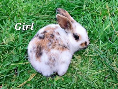 Baby Bunnies- Mini Rex