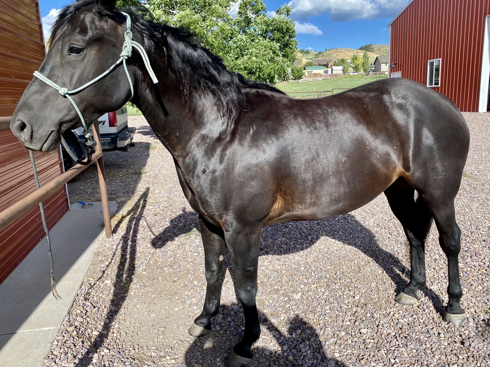 Brood Mare - Great Granddaughter of Peptoboonsmal