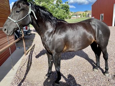 Brood Mare - Great Granddaughter of Peptoboonsmal