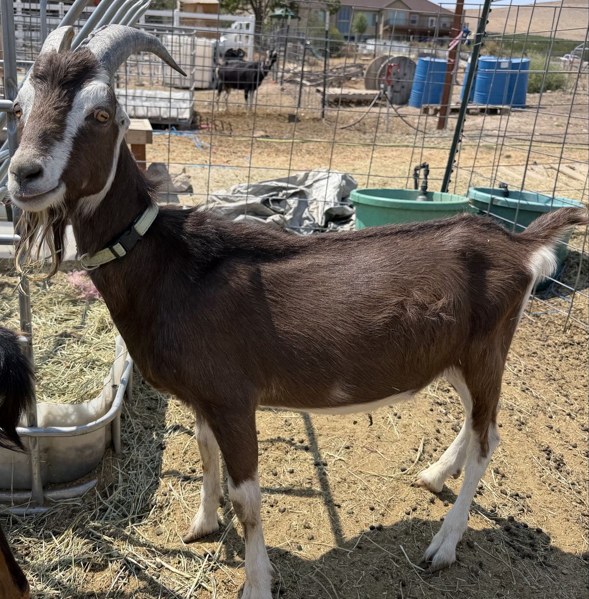Pack goats in training