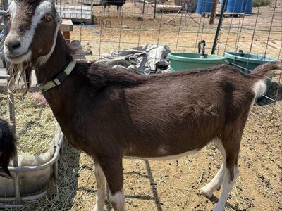 Pack goats in training