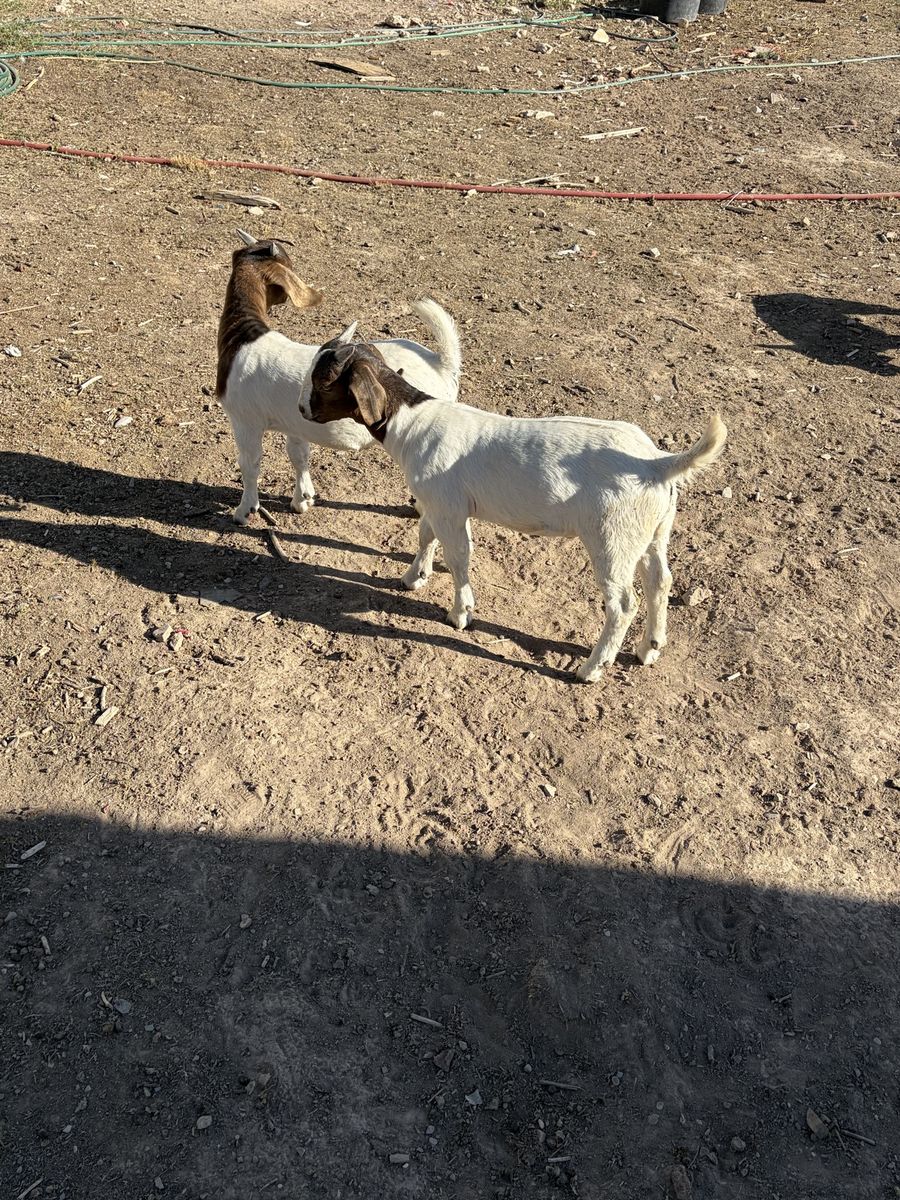 Commercial Boer bucklings 