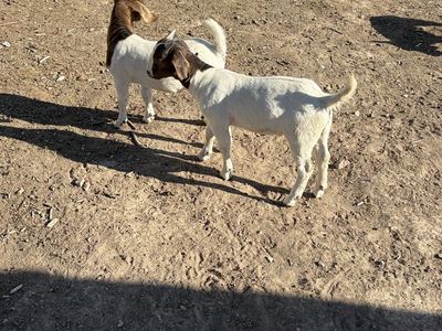 Commercial Boer bucklings