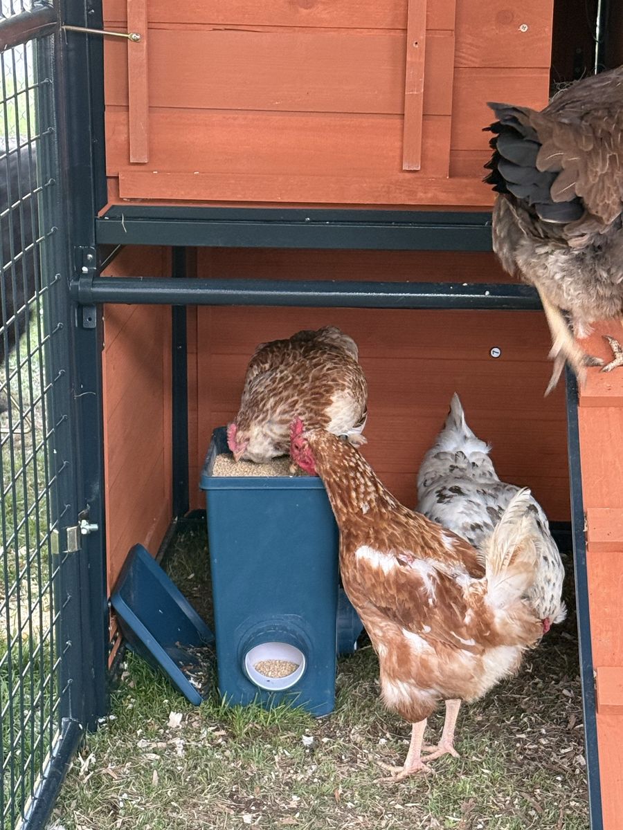 Hen