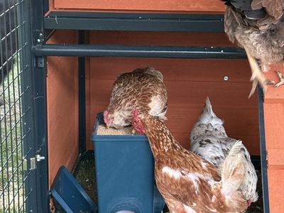 Hen