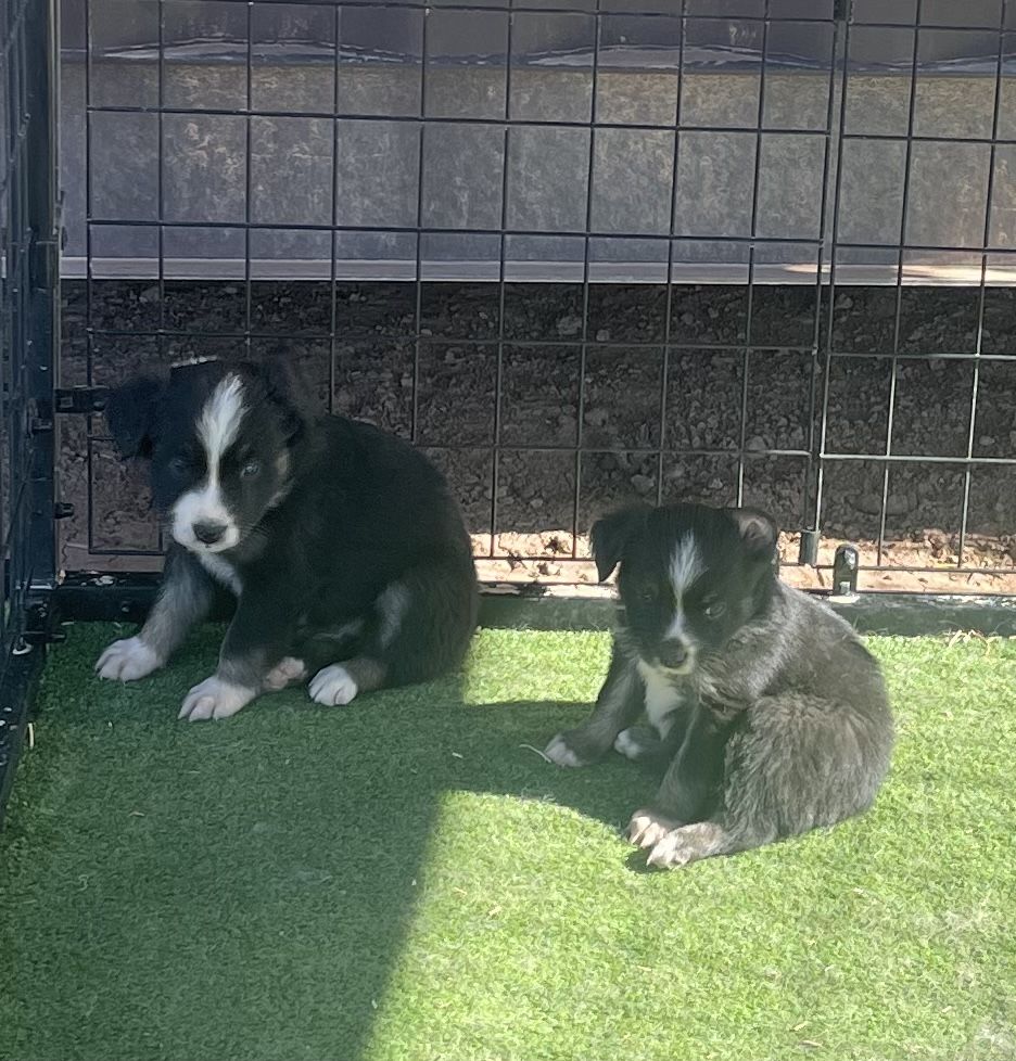 Mini/toy Australian Shepards