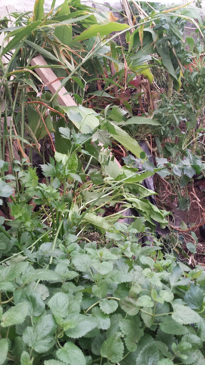 Lemon balm, Thai Basil, motherwort plus starts