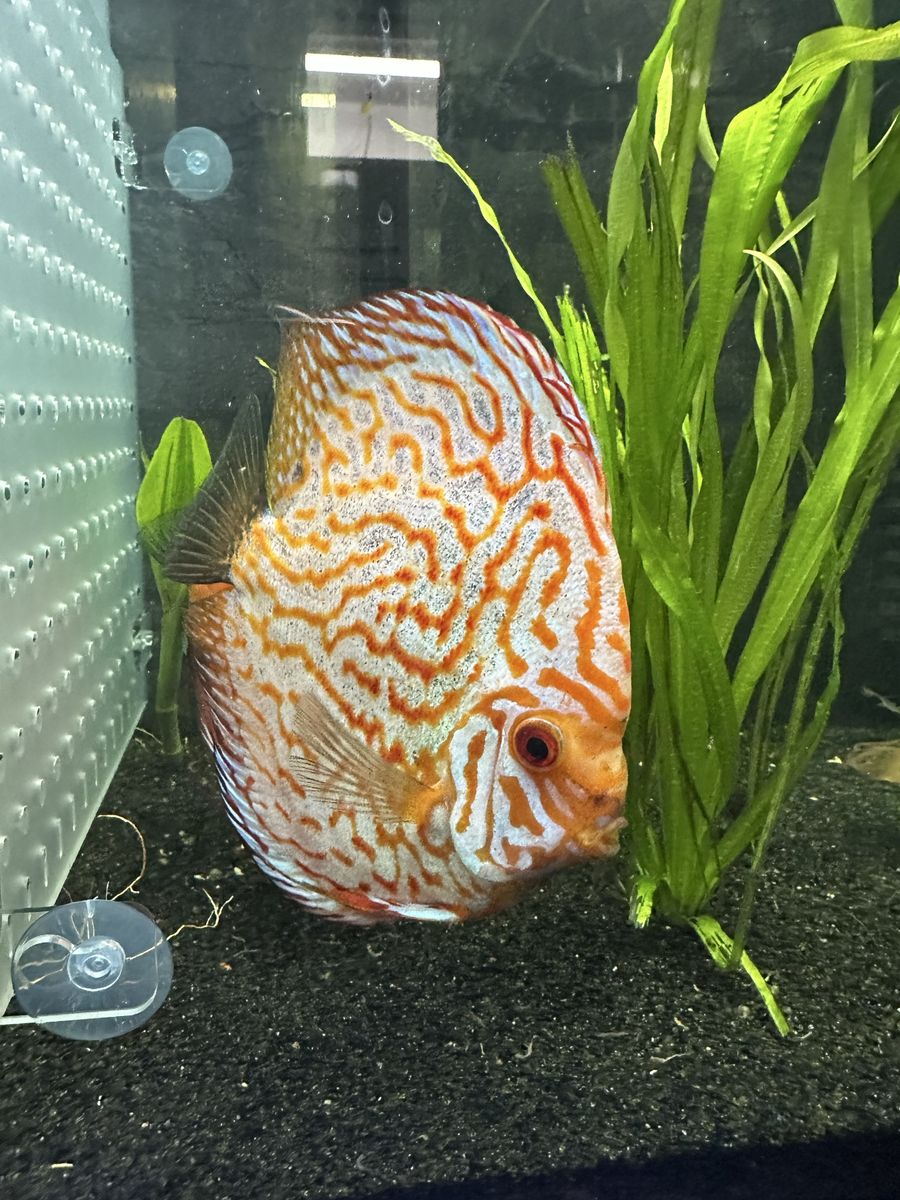 Discus Fish
