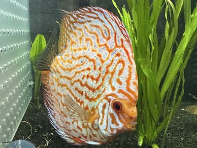 Discus Fish