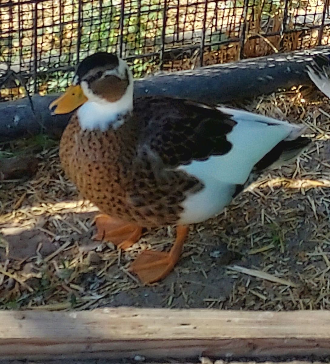 Call ducklings juvenile