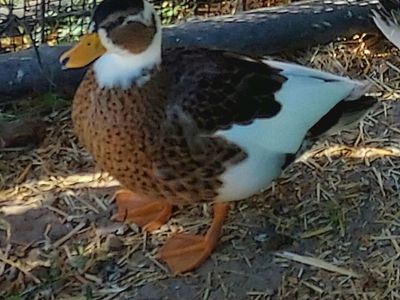 Call ducklings juvenile