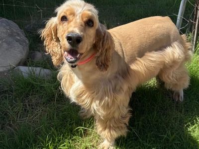 Mila the Cocker Spaniel
