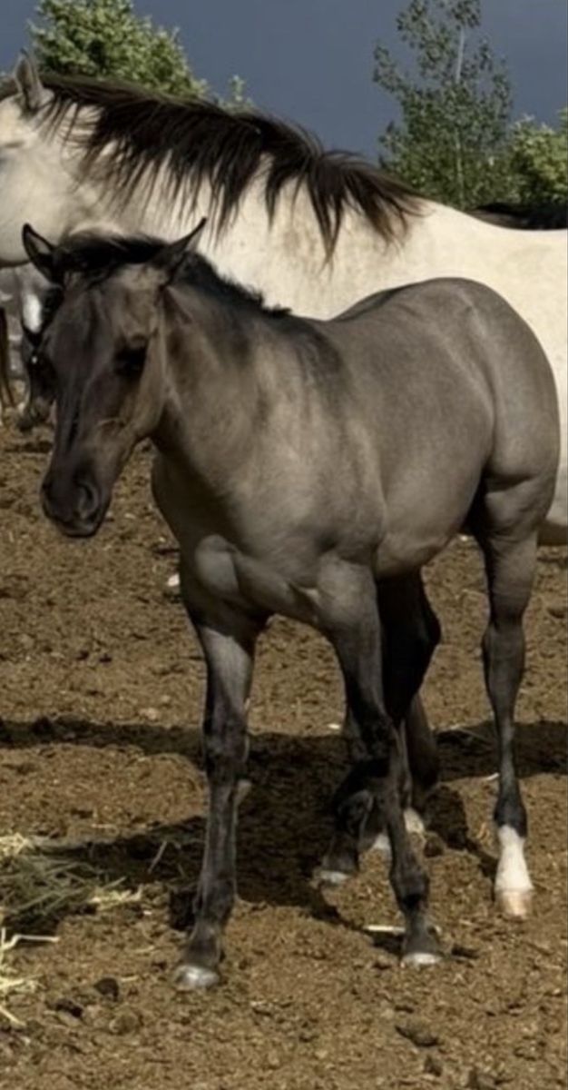 Horse Quarter Horse 