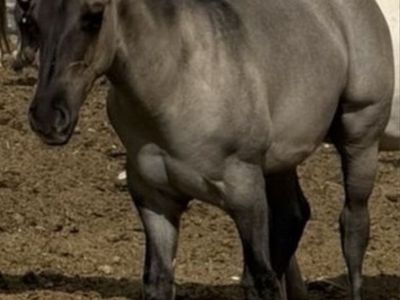 Horse Quarter Horse