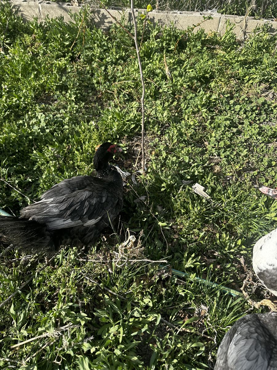2 Male Muscovy Ducks For Sale