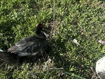 2 Male Muscovy Ducks For Sale