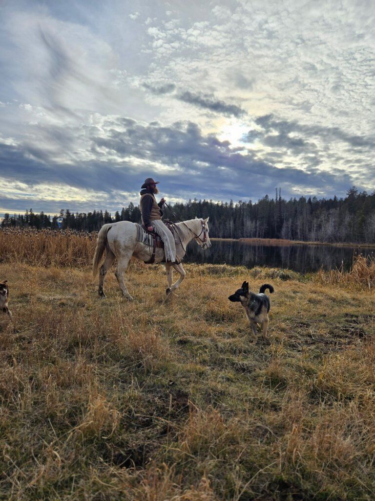 palamino draft cross