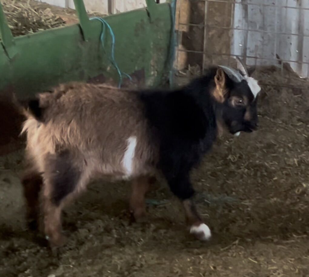 Nigerian Dorf Goat Buck