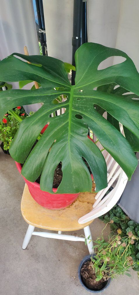 Large Monstera Plant in Red Pot - Beautiful Swiss Cheese Plant