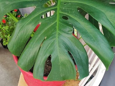 Large Monstera Plant in Red Pot - Beautiful Swiss Cheese Plant