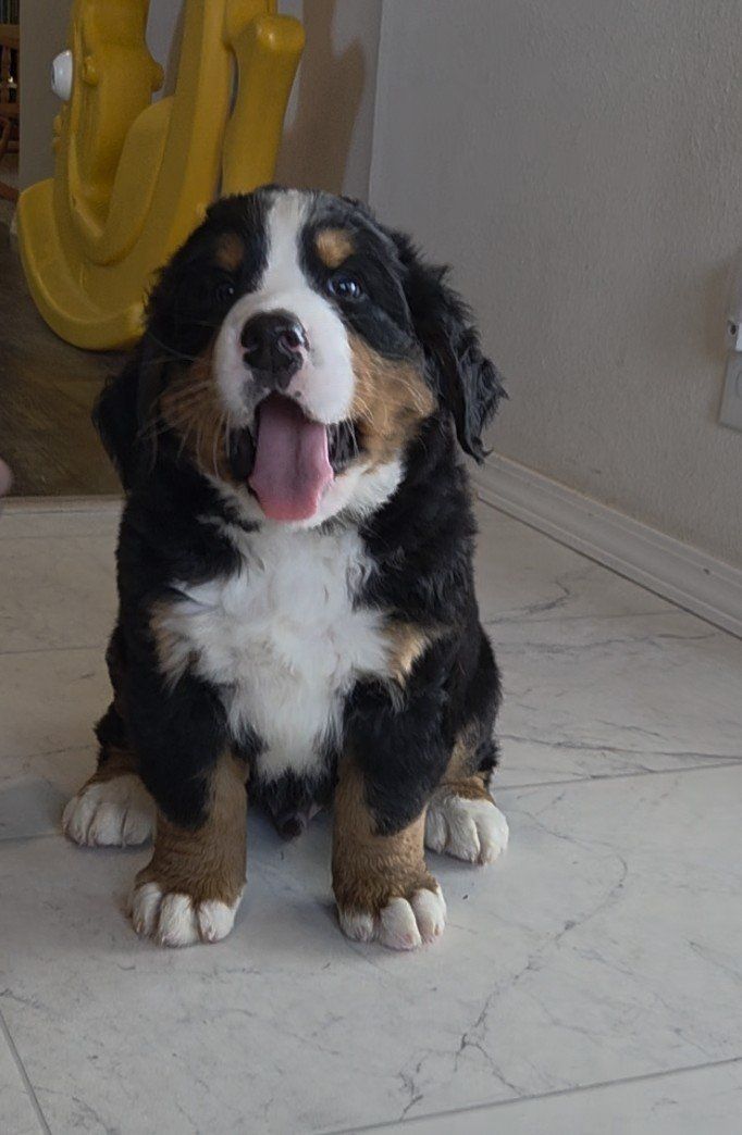 AKC Bernese mountain dog