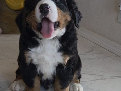 AKC Bernese mountain dog