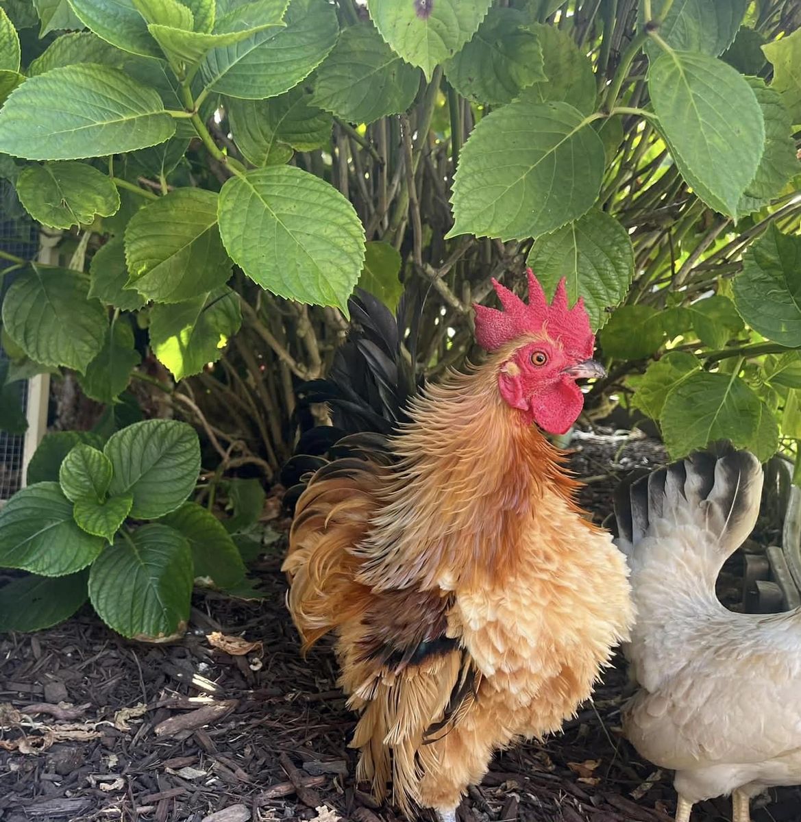 Frizzled Serama Rooster - SOP Show Quality