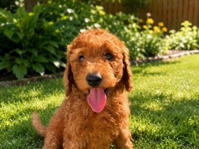 Adorable Goldendoodle puppies - Ready for a Loving Home!