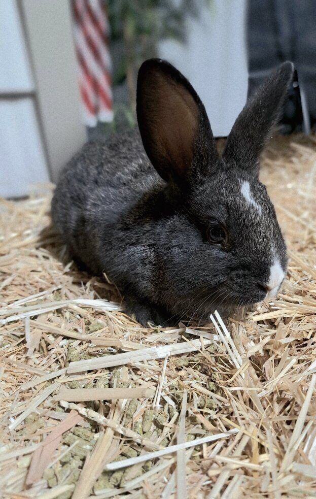 Giant Flemish/ Spotted English Mix