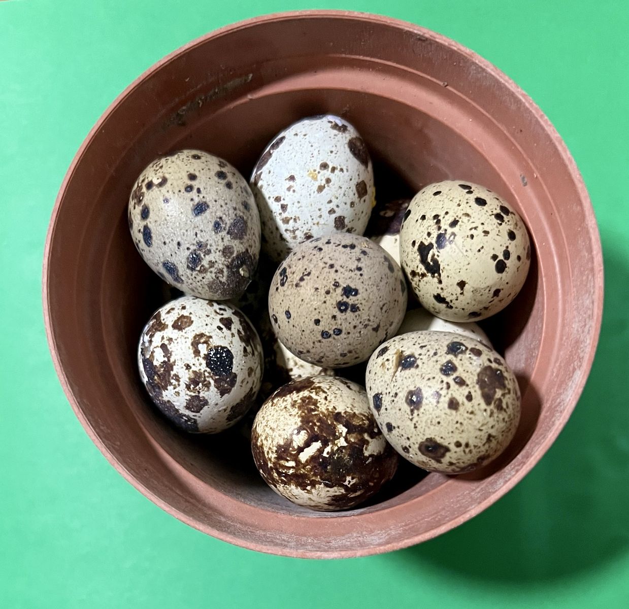 Fresh Quail Eggs for Hatching, Eating or Pets