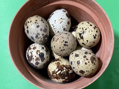 Fresh Quail Eggs for Hatching, Eating or Pets