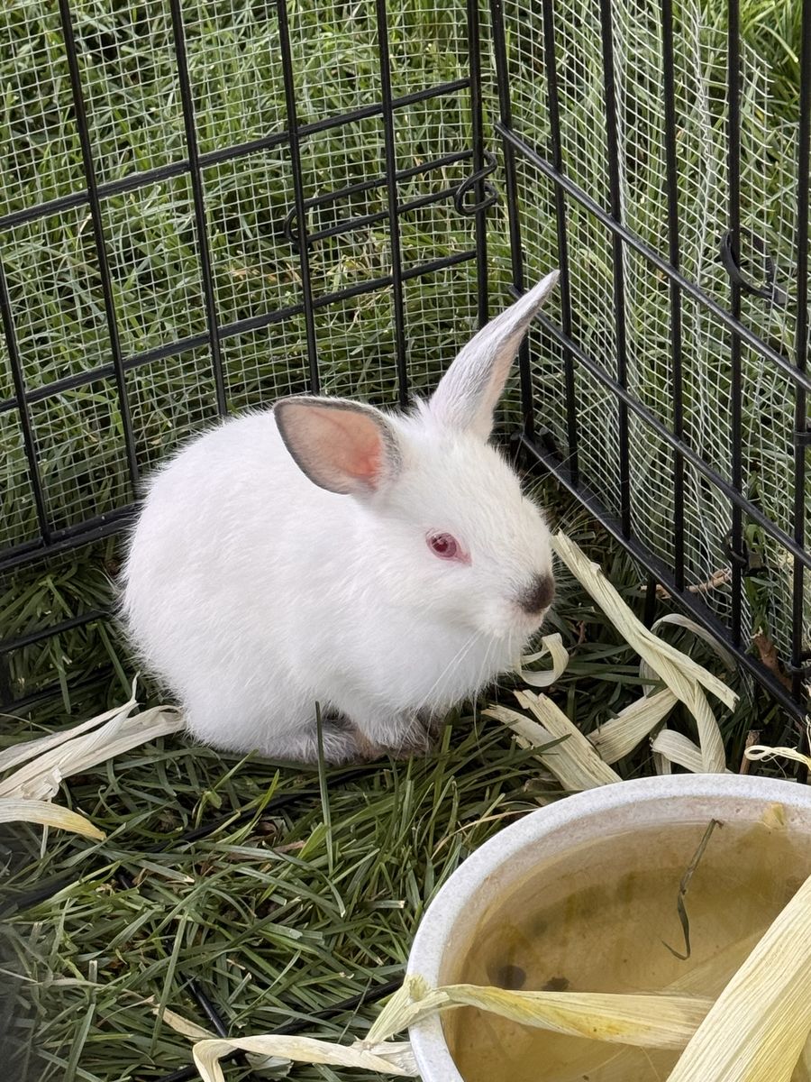 Californian bunny.