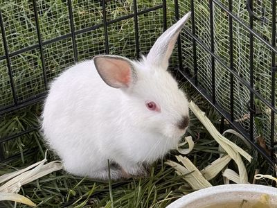 Californian bunny.