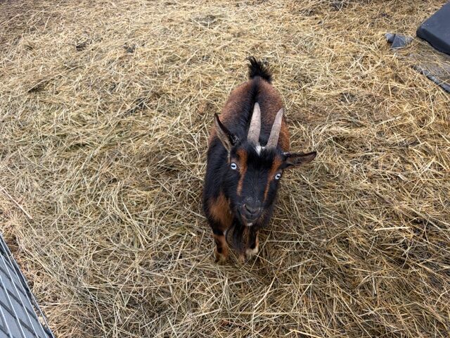 Breed! Blue eyed doe goats