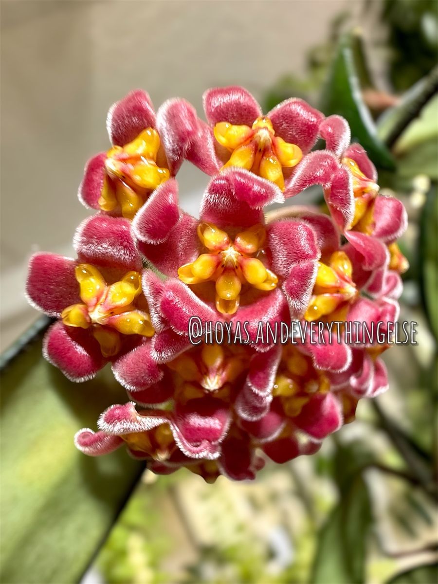Hoya davidcummingii - Plant