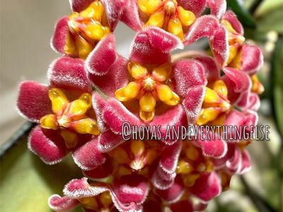 Hoya davidcummingii - Plant