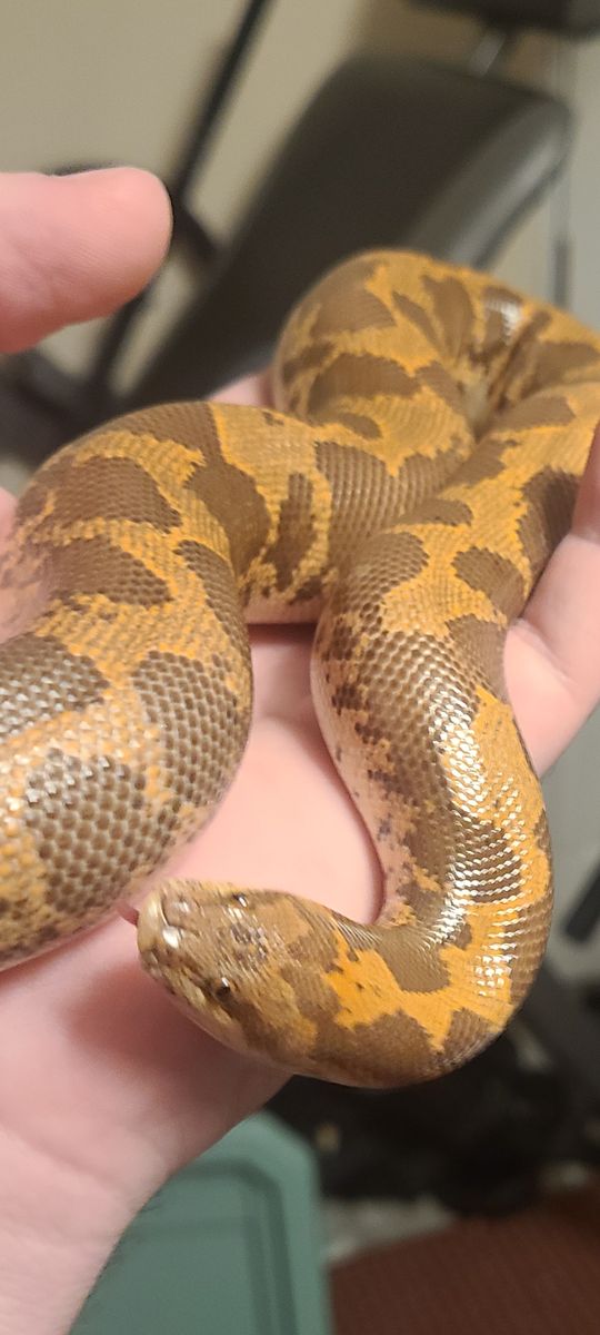 Female adult Kenyan sand boa